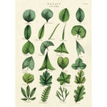 Cavallini Botany Leaves Wrap - Poster