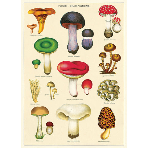 Cavallini Fungi Champignons Wrap - Poster