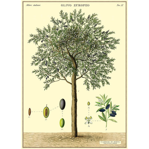 Cavallini Olive Tree Wrap - Poster