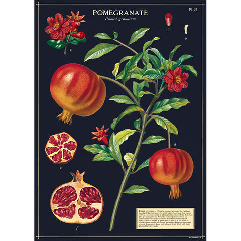 Cavallini Pomegranate Wrap - Poster