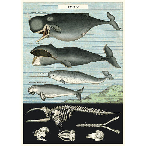 Cavallini Whale Chart Wrap - Poster