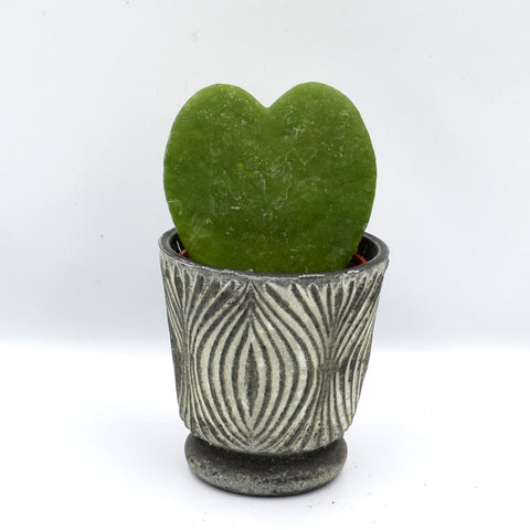 Hoya kerrii Plant (Sweetheart Hoya) Green 2.5"