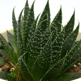 Aloe Arista Plant  (Lace Aloe) 3.5"