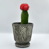 Moon Cactus (Gymnocalycium mihanovichii) 2.5"