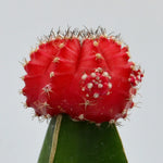 Moon Cactus (Gymnocalycium mihanovichii) 2.5"