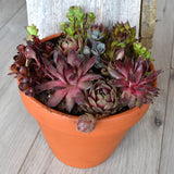 Hardy Succulent Planter 6 inch