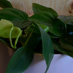 Philodendron Scandens (Heartleaf Philodendron) 6"
