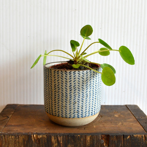 Pilea peperomioides (Friendship Plant) 2.5 inch