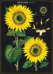 Cavallini Sunflower Chart Wrap - Poster