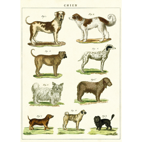 Cavallini Dog Chart Wrap - Poster